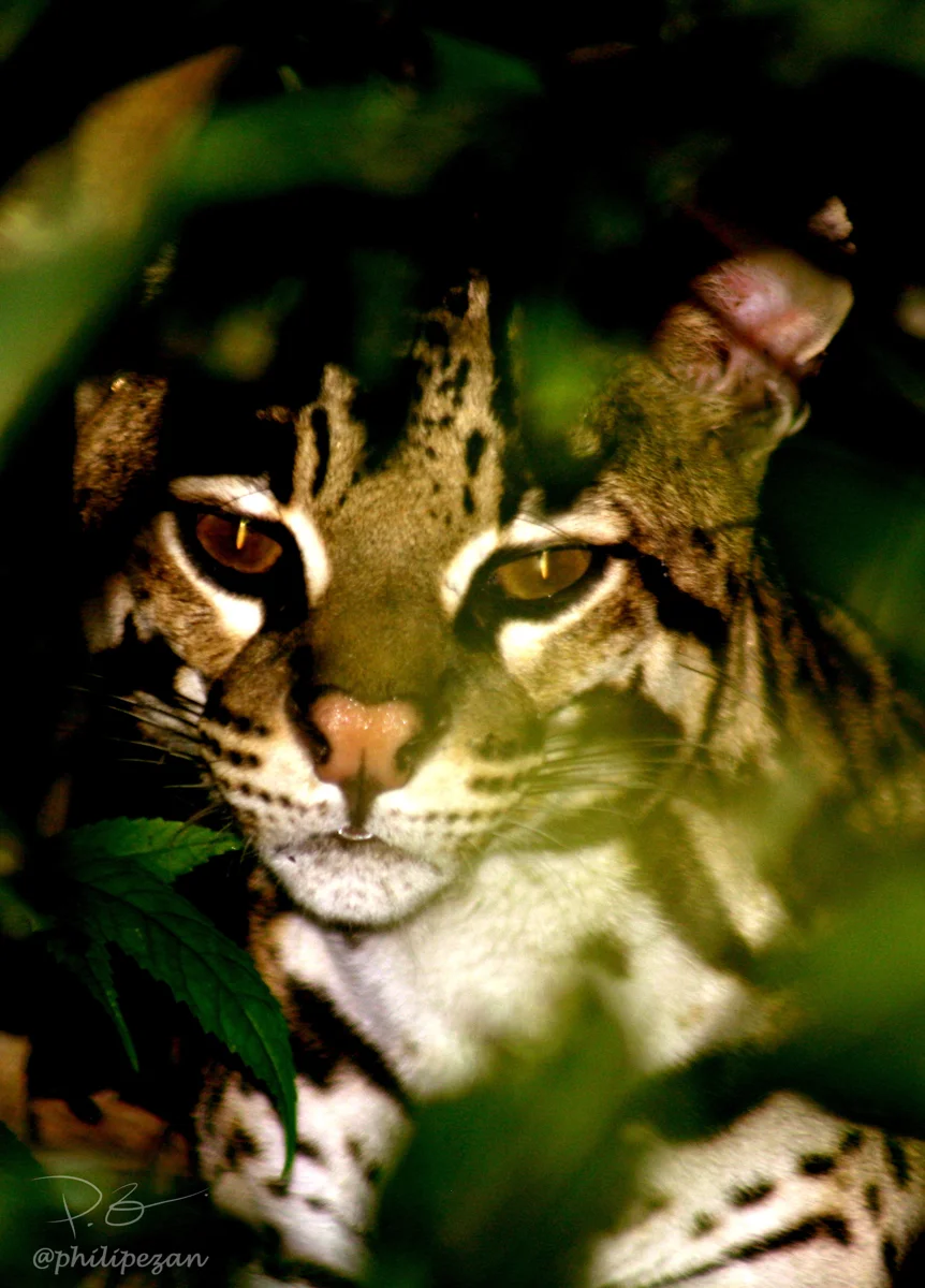 Jaguatirica — fotografia ilustrativa da espécie